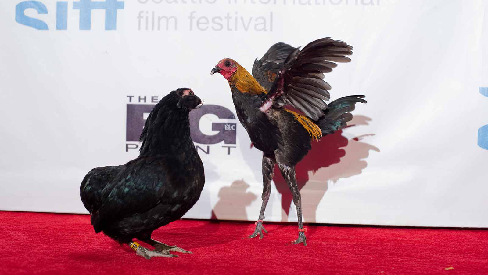 Stars of the 2016 film, Chicken People, grace the red carpet at the 42nd Seattle International Film Festival